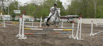 horse81.gif