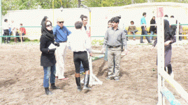 horse211.gif