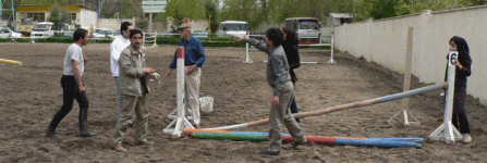 horse215.gif