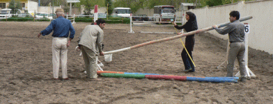 horse216.gif