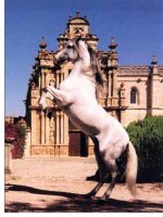 caballos01.jpg