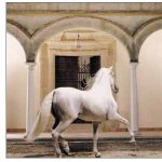 caballos03.jpg