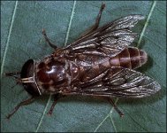 horsefly.jpg