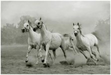 arab-horse-002.jpg