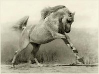 arab-horse-004.jpg