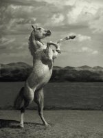 arab-horse-006.jpg