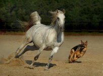 arab-horse-0012.jpg