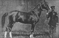 Karabakh_horse_-_Alyetmez%2C_photo_1867.jpg