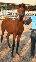 ISFIHAN21.gif