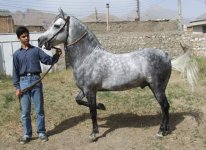 Stallion%201.jpg