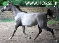 IMPORTED-MARE.jpg
