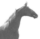 Long Neck.JPG