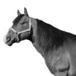 Short Horse Neck.JPG