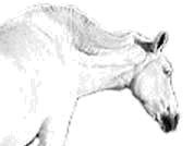 large neck and fallen crest.JPG