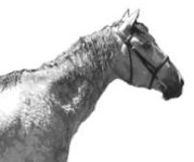 Ewe_Upside-down Neck.JPG