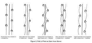 Path of feet.JPG