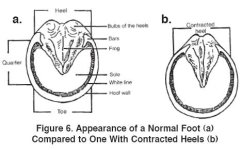 Hoof2.JPG