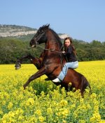 bigstockphoto_rearing_black_horse_1498535.jpg