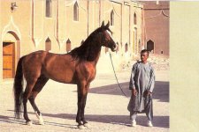 NASRAN.JPG