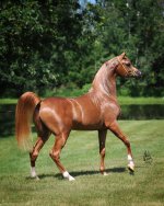 Marwan_Al_Magnificoo_03.jpg