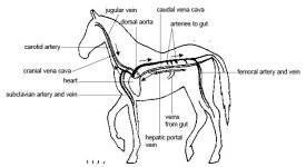 Anatomy_and_physiology_of_animals_Main_arteries_and_veins_of_the_horse.jpg
