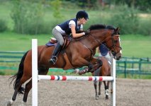 iStock_horse-jumping.jpg