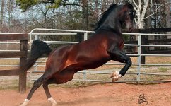 afirechief_stud[1].jpg