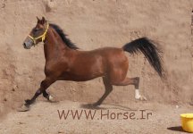 Negin-1.jpg