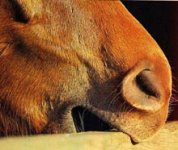 crib-biting.jpg