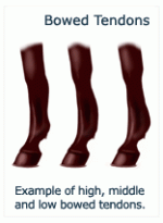 bowed-tendons.gif