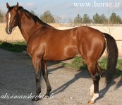 AL MARAM 1.jpg
