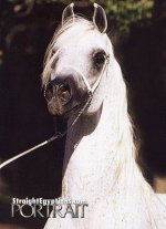 asfour1.jpg