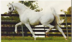 Asfour_strut-large.jpg