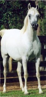shalal_greg_2.jpg