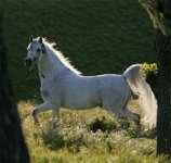 Ali-Saroukh-2.jpg
