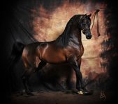 1703-argent-1207-net.jpg