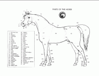 horse_parts.gif