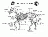 horse_skeleton.gif