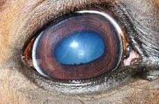 glaucoma.jpg
