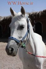 gol-taj-0.jpg