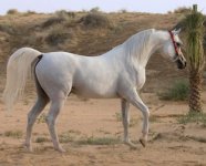 SC-Dagash-body-307-48r.jpg