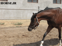 IMG_2061.gif