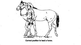 lead horse.jpg