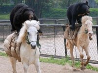 bears-on-horses.jpg