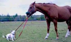 dog-holds-his-horses.jpg