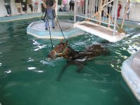 stable_swim.jpg