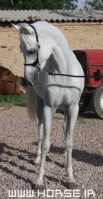 GHAZVIN3.jpg