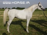 GHAZVIN4.jpg