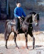 dv_saddle.jpg