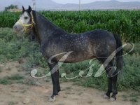 khasnjar shahrkurd .jpg